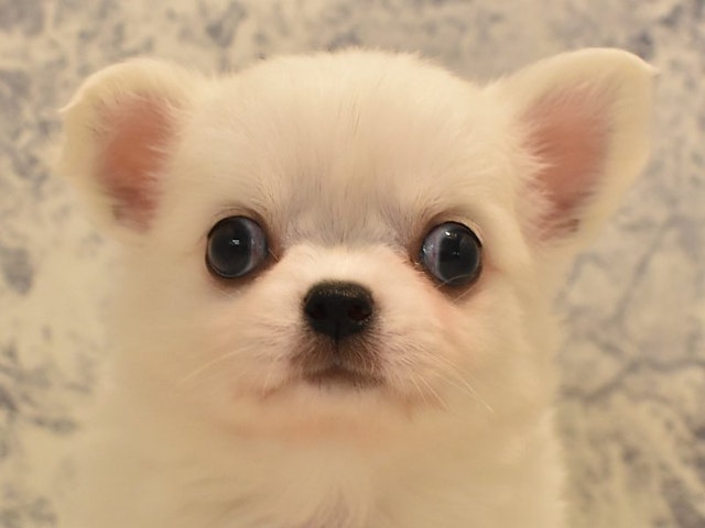 千葉県のハーフ犬 (ペッツワン幕張店/2023年7月10日生まれ/男の子/ホワイト(白))の子犬
